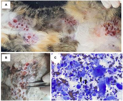 Case report: Dermatophytic pseudomycetoma in a domestic Korean short hair cat treated with intralesional injection of amphotericin B and oral terbinafine administration